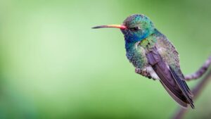 A Small Colorful Hummingbird