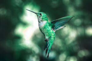 Hummingbird flying in the woods