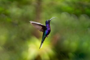 A Hummingbird in the Forest