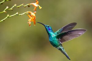 Hummingbird with Red Flowers