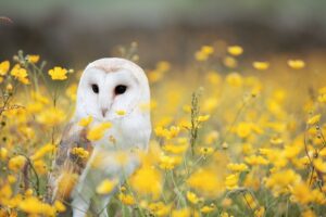 Owl in a Field of Flowers