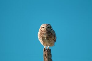 Owl in the Sky